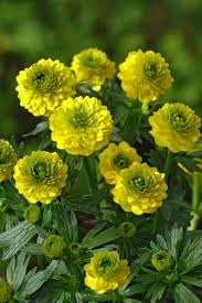 Attēlu rezultāti vaicājumam “Ranunculus acris flower”