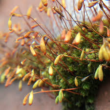 Attēlu rezultāti vaicājumam “Calliergonella cuspidata sporophyte”