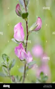 Attēlu rezultāti vaicājumam “Ononis arvensis”