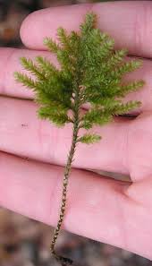 Attēlu rezultāti vaicājumam “Thamnobryum subserratum”