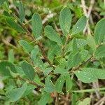 Attēlu rezultāti vaicājumam “Vaccinium uliginosum leaf”