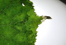 Attēlu rezultāti vaicājumam “Roeslerstammia erxlebella”