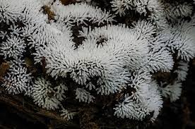 Attēlu rezultāti vaicājumam “Ceratiomyxa fruticulosa”