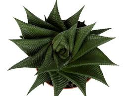 Image result for Haworthia