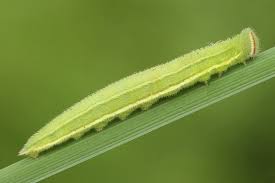Attēlu rezultāti vaicājumam “Hyponephele lycaon female”