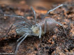 Attēlu rezultāti vaicājumam “Opiliones”