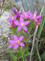 Attēlu rezultāti vaicājumam “Centaurium littorale flower”