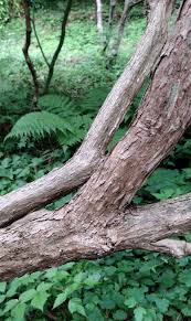 Attēlu rezultāti vaicājumam “Oxyrrhynchium hians var. rigidum macro”