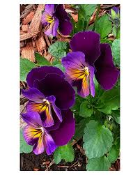 Attēlu rezultāti vaicājumam “Viola x williamsii flower”