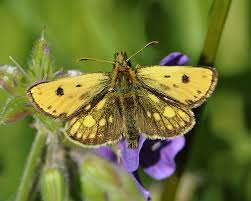 Attēlu rezultāti vaicājumam “Carterocephalus silvicolus”