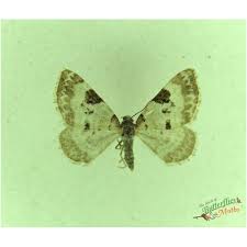 Attēlu rezultāti vaicājumam “Perizoma affinitata”