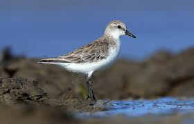 Image result for Calidris ruficollis