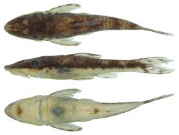 Image result for Styracura pacifica