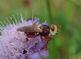 Attēlu rezultāti vaicājumam “Tetanops myopina”
