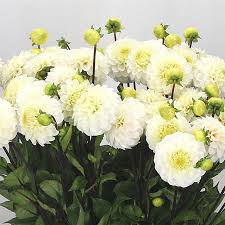 Image result for Dahlia `Snowflake`