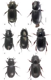 Attēlu rezultāti vaicājumam “Aphodius sp.”