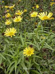 Image result for Buphthalmum salicifolium