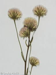 Attēlu rezultāti vaicājumam “Erigeron acris flower”