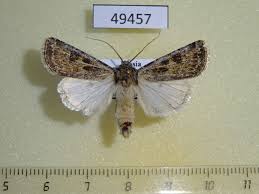 Attēlu rezultāti vaicājumam “Agrotis ripae”