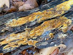 Attēlu rezultāti vaicājumam “Ceriporia”