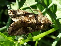 Attēlu rezultāti vaicājumam “Autographa gamma”