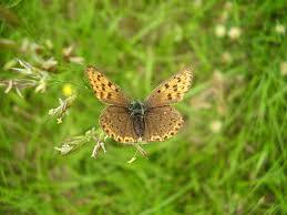 Attēlu rezultāti vaicājumam “Lycaena hippothoe”