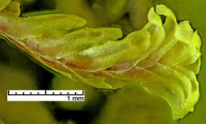 Attēlu rezultāti vaicājumam “Diplophyllum albicans”