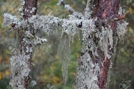 Attēlu rezultāti vaicājumam “Usnea filipendula”