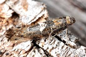 Attēlu rezultāti vaicājumam “Acrolepiopsis assectella”