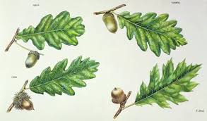Attēlu rezultāti vaicājumam “Quercus robur leaf”