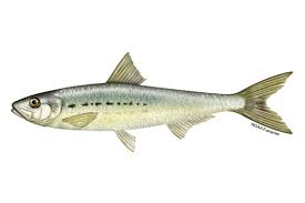 Image result for Clupea pallasii