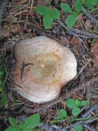 Attēlu rezultāti vaicājumam “Lactarius deliciosus”