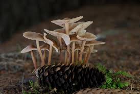 Attēlu rezultāti vaicājumam “Collybia acervata”