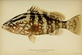 Image result for Epinephelus striatus