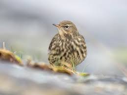 Image result for Anthus petrosus