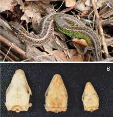 Attēlu rezultāti vaicājumam “Lacerta agilis female”