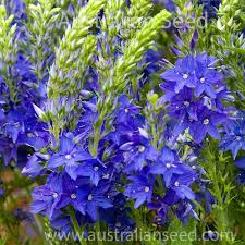 Attēlu rezultāti vaicājumam “Veronica austriaca subsp. teucrium”