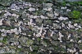 Attēlu rezultāti vaicājumam “Badhamia foliicola”