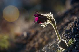 Attēlu rezultāti vaicājumam “Pulsatilla pratensis bud”