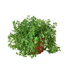 Attēlu rezultāti vaicājumam “Depressaria olerella imago”