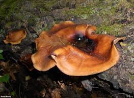 Attēlu rezultāti vaicājumam “Polyporus badius”