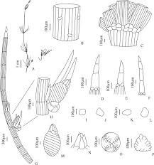 Attēlu rezultāti vaicājumam “Chara globularis”