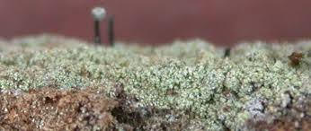 Attēlu rezultāti vaicājumam “Chaenotheca chlorella”