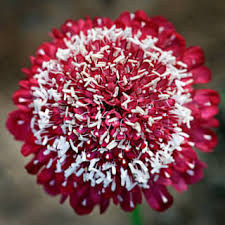 Attēlu rezultāti vaicājumam “Centaurea scabiosa fruit”