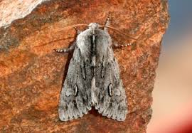 Attēlu rezultāti vaicājumam “Brachionycha nubeculosa”