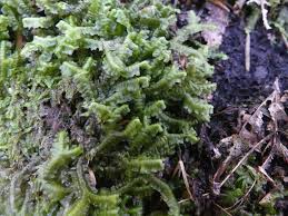 Attēlu rezultāti vaicājumam “Bazzania trilobata”