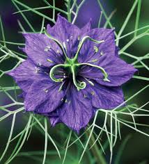 Image result for Nigella damascena