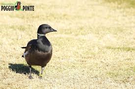 Attēlu rezultāti vaicājumam “Branta bernicla adult”