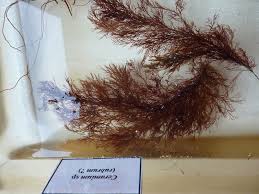 Attēlu rezultāti vaicājumam “Ceramium sp.”