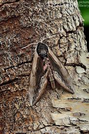 Attēlu rezultāti vaicājumam “Sphinx ligustri”